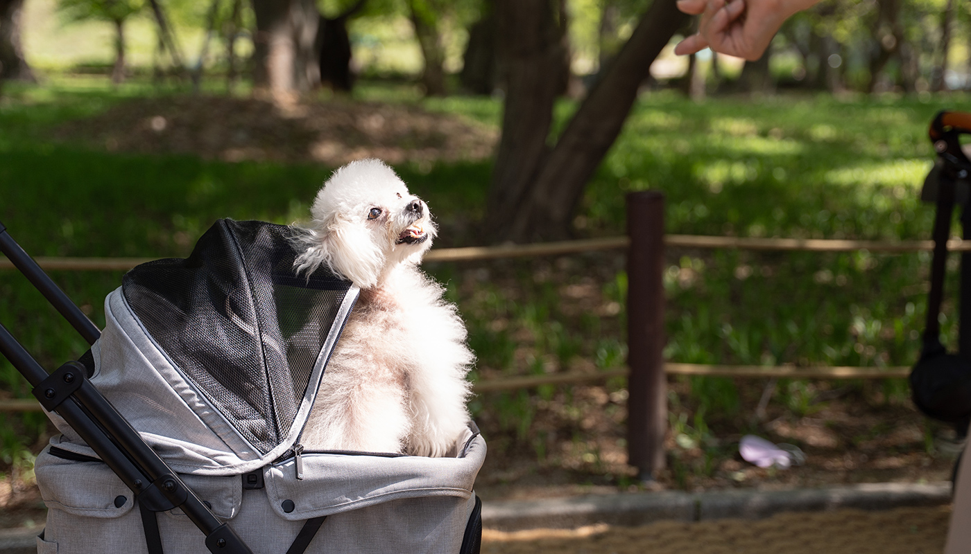경주댕댕투어 1