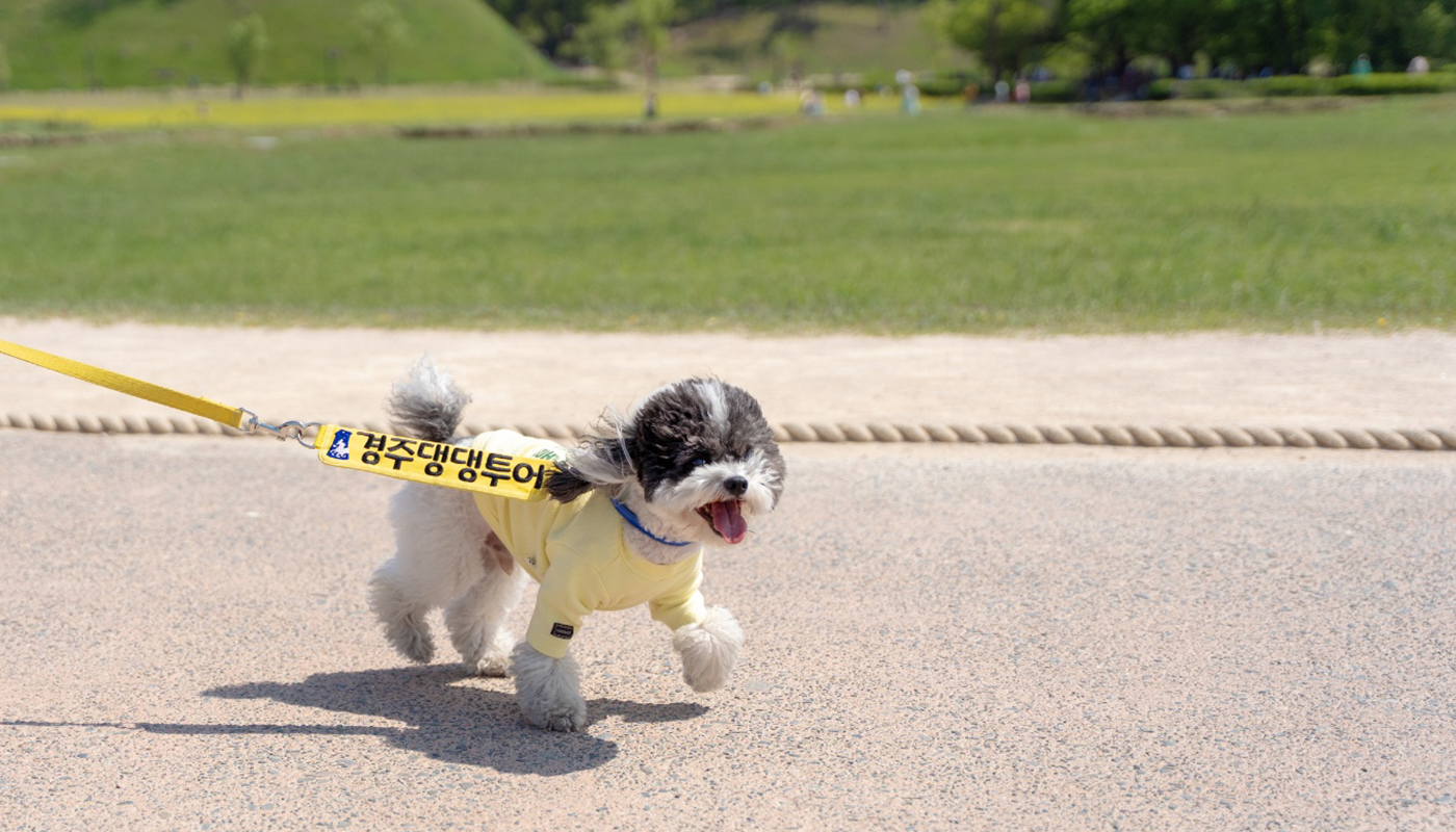 경주댕댕투어 4