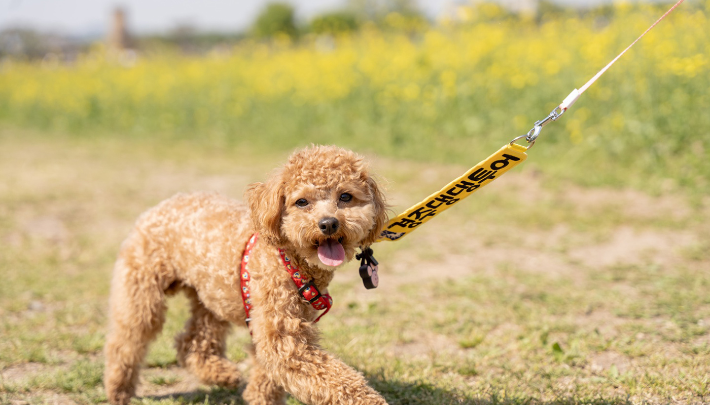 경주댕댕투어 5