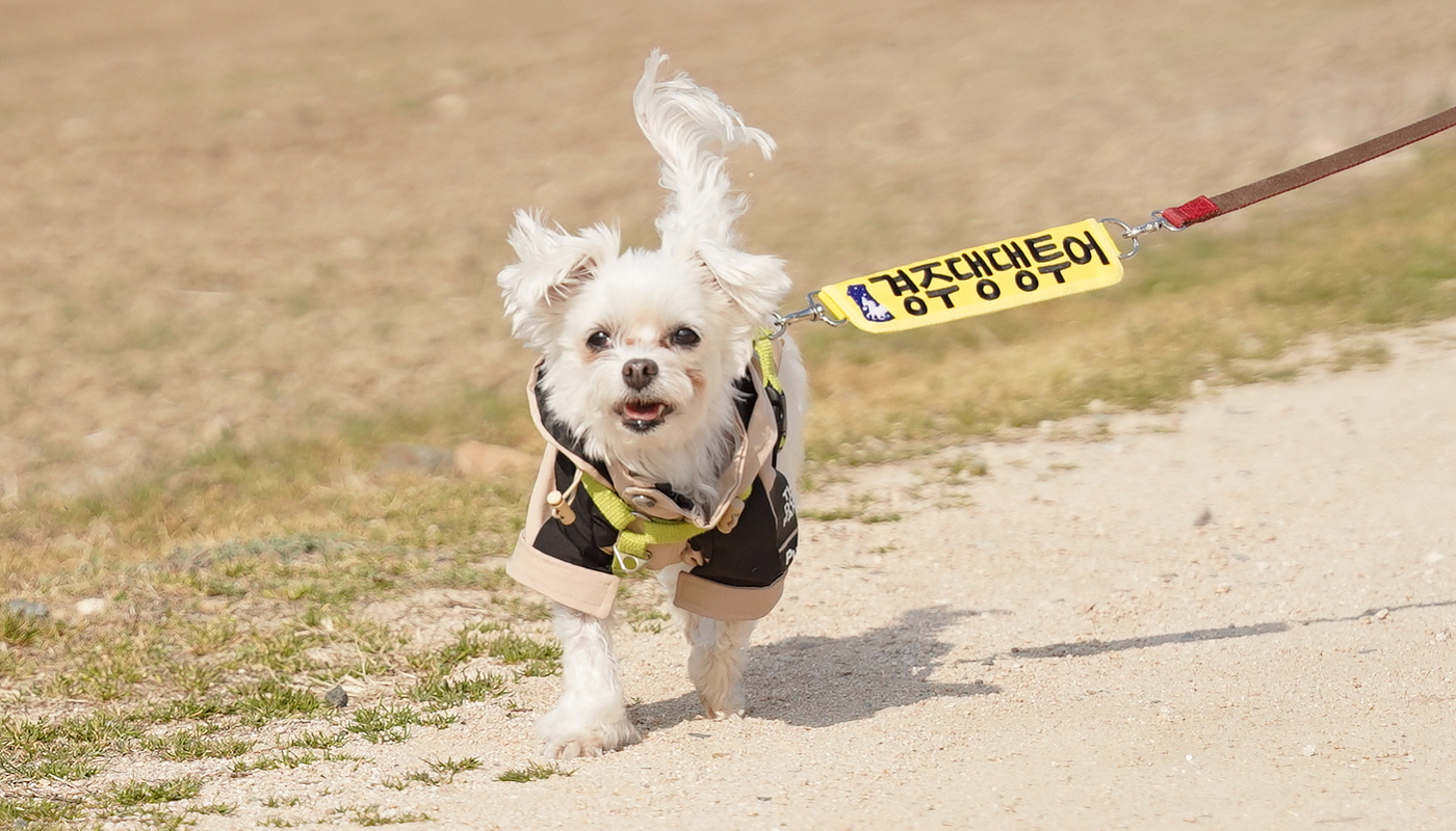 경주댕댕투어 9